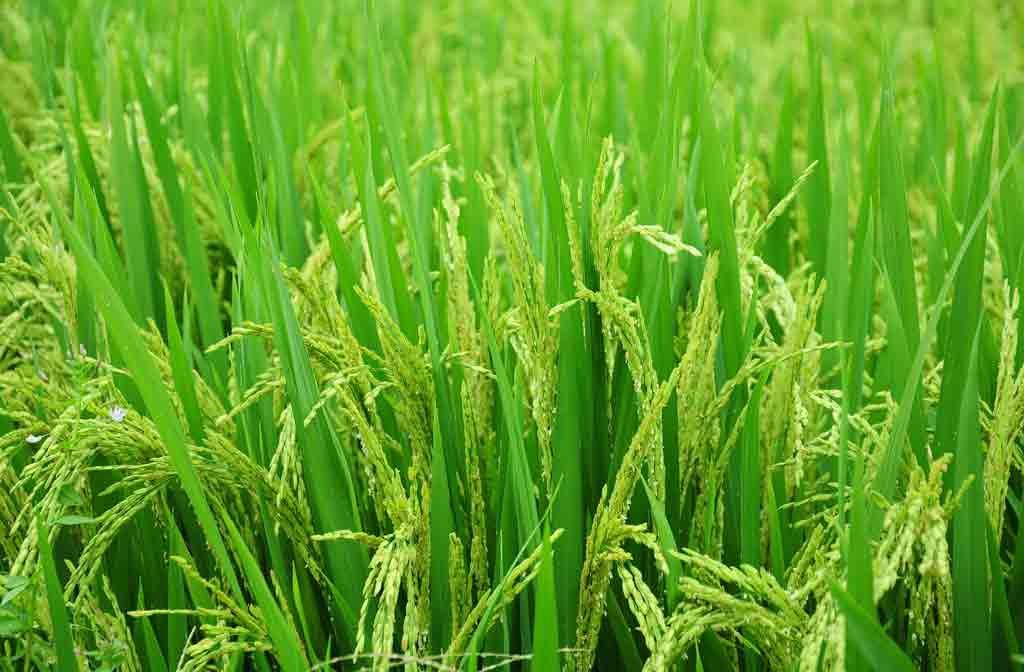paddy-cultivation