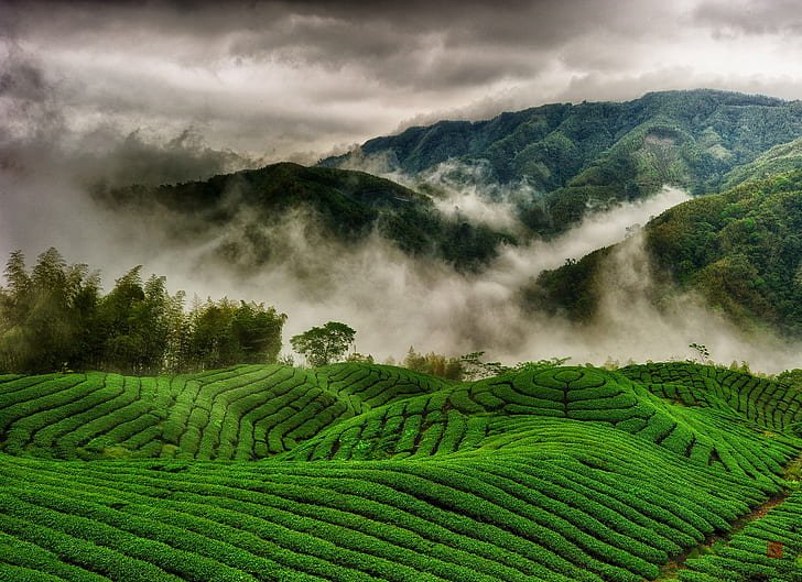 tea-plantations